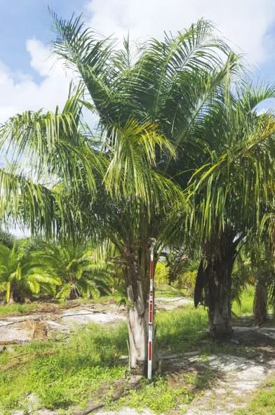 Cold Hardy Tropical Plants for North Florida - Ethos Landscapes Northwest Florida Gardening, Florida Native Plants Landscapes, Central Florida Native Plants, Florida Beauty Plant, European Fan Palm, Cold Hardy Palm Trees, Paradise Plant, Outdoor Gathering Space, Fan Palm