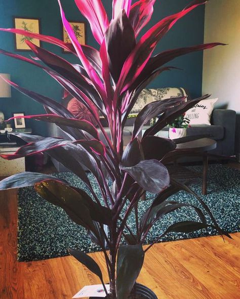 14 Beautiful Indoor Cordyline Varieties | Ti Plant Types Colourful Indoor Plants, Cordyline Plants In Pots, Cordyline Varieties, Cordyline Plants, Cordyline Plant, Hawaiian Ti Plant, Indoor Palm Plants, Ti Plant, Hawaiian Plants