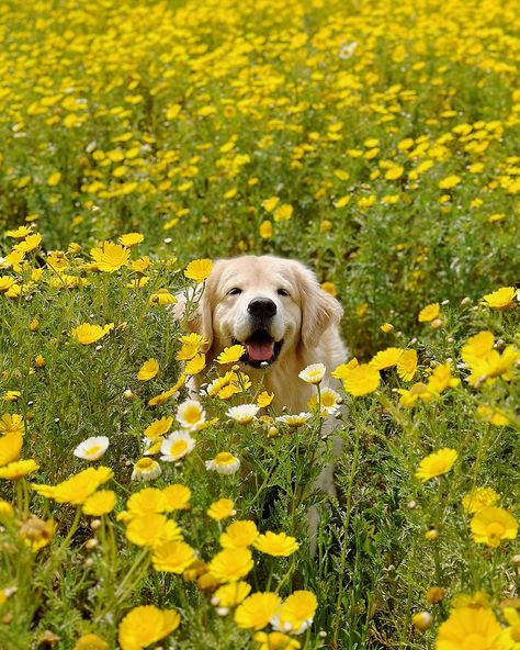 Cute Dog | Cre. IG. barked Puppy Flowers, Nothing Gold Can Stay, Golden Life, Art Wallpaper Iphone, Cute Animal Photos, Animal Planet, Animal Photo, Little Dogs, Cute Dog