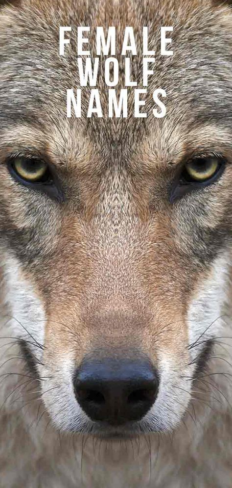 Female Wolf Names – The Ultimate List for a Strong and Beautiful Canine Wolf Names And Meanings, Names For Wolves, Huntress Names, Fantasy Pet Names, Nordic Female Names, Wolf Names Ideas, Names Meaning Wolf, Strong Female Dog Names, Female Dog Names With Meaning