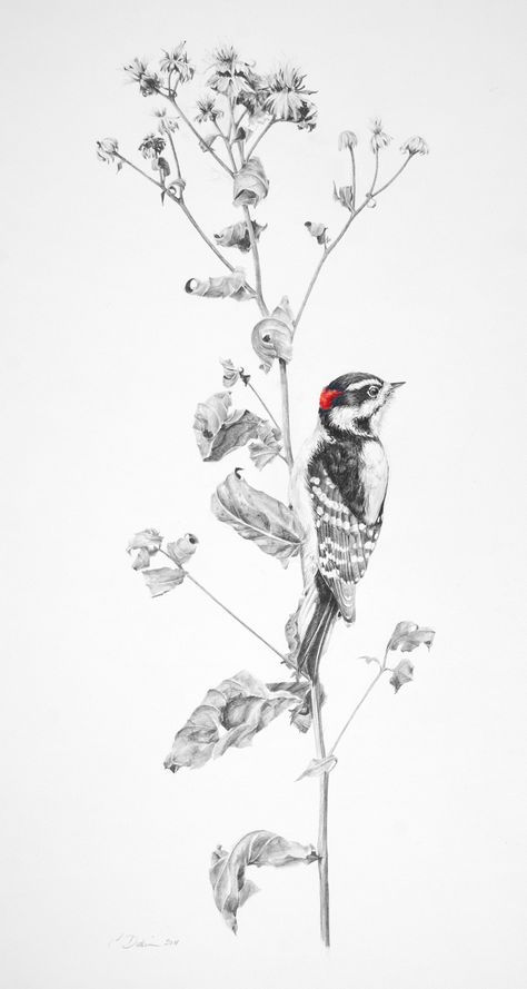 Downy Woodpecker Drawing, Killdeer Tattoo, Downy Woodpecker Tattoo, Woodpecker Tattoo Design, Pileated Woodpecker Tattoo, Fauna Tattoo, Woodpecker Tattoo, Woodpecker Drawing, Woodpecker Art