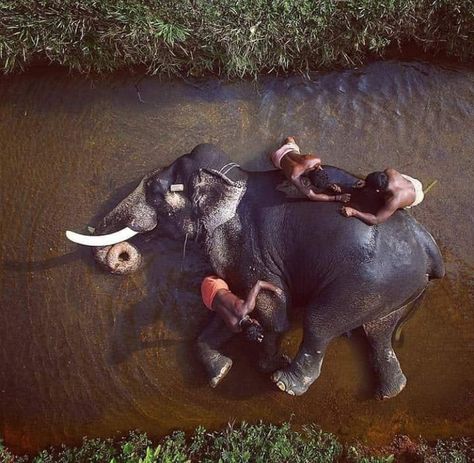 Amazing Photography Unbelievable, Kerala Elephant, Elephant Bathing, Natgeo Photography, Traveler Photography, Elephant Bath, Traveling Adventure, About India, Wild Elephant