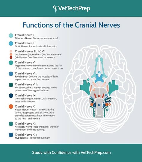 Functions of cranial nerves Veterinarian Technician, Vet Tech School, Veterinary Tech, Vet Tech Student, Vet Technician, Veterinary Studies, Veterinary School, Veterinary Science, Veterinary Assistant