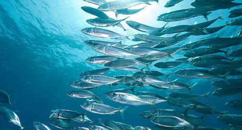 Atlantic Mackerel, Pelagic Fish, Mackerel Fish, Nautical Inspiration, Arctic Ocean, Marine Fish, Beautiful Fish, Sea Lion, Oil Blends