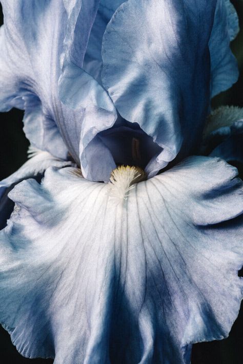 Moodboard Blue, Iris Print, Bonnie Blue, Iris Garden, Image Nature, 가을 패션, Blue Flower, Tim Burton, Clematis