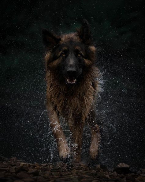 1,282 Likes, 110 Comments - Maverick & Friends (@mav_and_friends) on Instagram: “Shaking off the bad vibes 😎” German Shepherd Background, German Shepherd Dogs Photography, German Shepherd Dog Quotes, German Shepherd Aesthetic, German Shepherd Wallpaper, German Shepherd Photography, German Shepherd Photos, Wallpaper For Android, Dog German