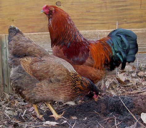 Partridge Chantecler x Ameraucana EE Backyard Hens, Ameraucana Chicken, Like Animals, Partridge, Chickens Backyard, Backyard Landscaping, Landscaping, England, Chicken