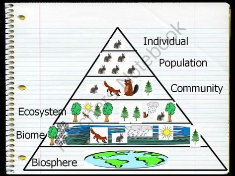 Why? – Land Arch Concepts Science Organization, Ecological Pyramid, Sixth Grade Science, Environmental Psychology, Science Anchor Charts, 7th Grade Science, Primary Science, Teacher Notebook, Environmental Education