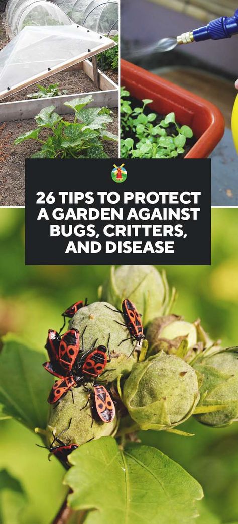 26 Tips to Protect Your Garden Against Bugs, Critters, and Disease Slugs In Garden, Organic Insecticide, Organic Pesticide, Garden Insects, Garden Pest Control, Meteor Garden 2018, Garden Wallpaper, Urban Gardening, Home Vegetable Garden