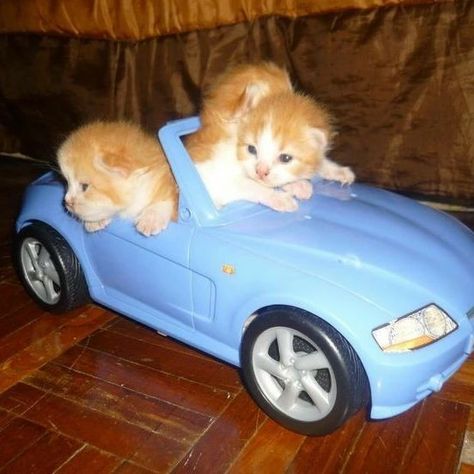 Cat In Car, Blessed Images, Reaction Images, Skoda Fabia, Cats Funny, Silly Animals, Cat 2, Meow Meow, Cat Stuff