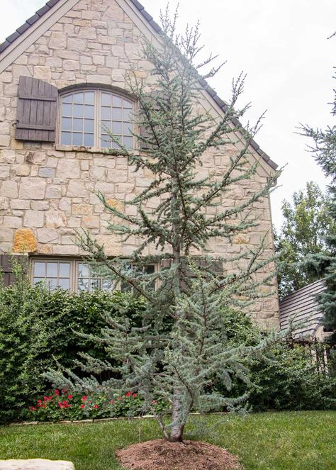 Atlas Cedar Tree, Jane Magnolia Tree, Verbena Homestead Purple, Cedar Plant, Blue Atlas Cedar, Nursery Landscape, Thuja Green Giant, Atlas Cedar, Arborvitae Tree