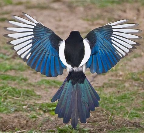 magpie illustrations | ... corvidae #magpies #magpie #black billed magpie… Magpie, Blue, White