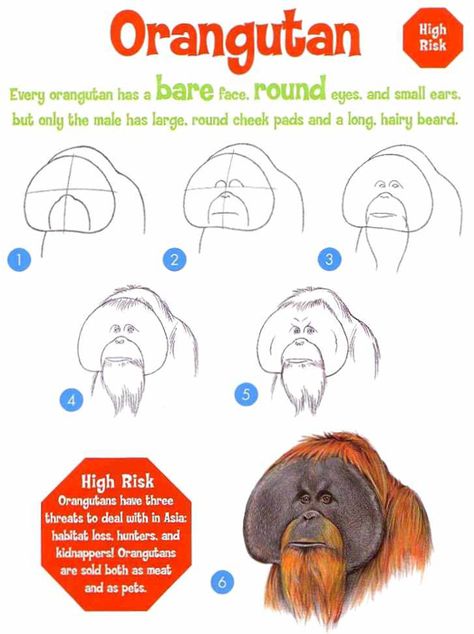 How to Draw an Orangutan Orangutan Drawing Easy, Cute Orangutan Drawing, Orangatang Art, Orangutan Craft, Orangutan Sketch, Orangutan Illustration, Orangutan Drawing, Endangered Animals Activities, Drawing Easy Cartoon