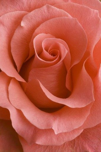 How Beautiful, Pink Rose, Close Up, Portfolio, Pink