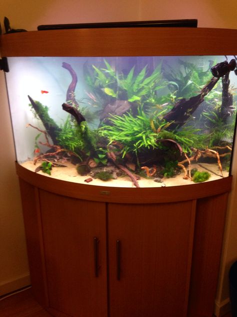 Juwel trigon190  idea#1 Bow Front Aquarium, Corner Aquarium, Cool Fish Tanks, Aquascape Aquarium, Cool Fish, Fish Tank Plants, Aquaponics System, Aquarium Decorations, Aquarium Fish Tank