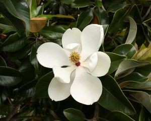 Magnolia grandiflora Southern Magnolia Tree, Hydrangea Petiolaris, Magnolia Grandiflora, Wood Sorrel, Southern Magnolia, Rare Seeds, Crassula Ovata, Magnolia Blossom, Parts Of A Flower