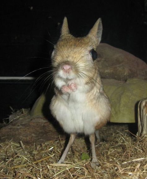 1000+ images about ~Beautiful / Cute Animals~ on Pinterest Jerboa Cute, Long Eared Jerboa, Animal Collective, Wild Kingdom, Interesting Animals, Wildlife Photos, Silly Animals, Cute Animal Photos, Animal Photo