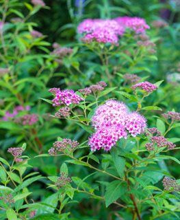 Spirea Japonica, Spirea Plant, Spirea Bush, Spirea Shrub, Spiraea Japonica, Bridal Wreath Spirea, Bush Garden, Bridal Wreath, Garden Maintenance