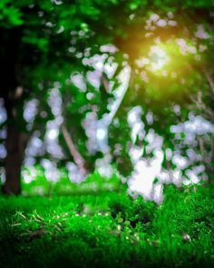 Image may contain: plant, grass, tree, outdoor and nature Dslr Blur Background, Blur Image Background, Photoshop Backgrounds Free, Blurred Background Photography, Blur Background Photography, Pink Background Images, Blur Photo Background, Photo Background Images Hd, Studio Background Images