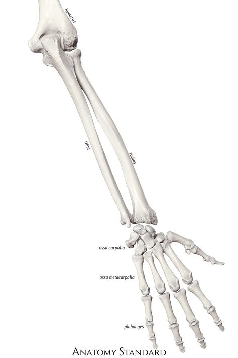 The posterior aspect of the ulna, radius, carpal, metacarpal bones, and phalanges. Arm Bones Drawing, Bones Of The Arm, Bones Reference, Bone Reference, Hand Bone Anatomy, Skeleton Drawing Easy, Skeleton Art Drawing, Ulna Bone, Bones Drawing