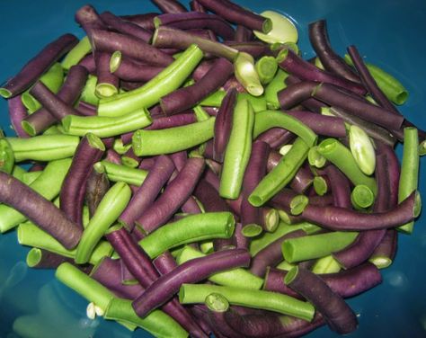 Purple Beans Recipe, Purple Green Beans Recipe, Purple Green Beans, Roma Tomato Recipes, Bean And Tomato Salad, Purple Bean, Purple Beans, Roma Tomato, Long Bean