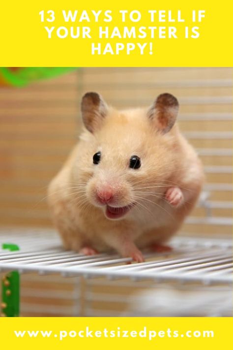 Hamster Diy, Hamster Life, Prey Animals, Hamster Care, Baby Hamster, Syrian Hamster, Exercise Wheel, Not Well, Hamster Cage