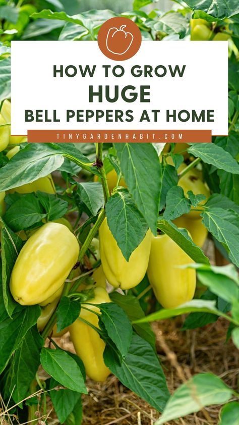 Watering Bell, Plant Grafting, Growing Bell Peppers, Growing Peppers, Garden Problems, Windowsill Garden, Summer Vegetables, Vegetable Garden Diy, It's Time To Change