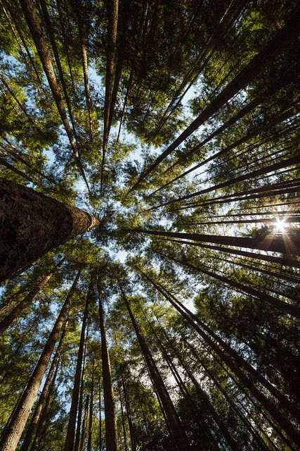 ~~Skyscrape looking up through the trees, Tiger Mountain, Issaquah, Washington by John Westrock~~ Tiger Mountain, Issaquah Washington, Perjalanan Kota, Fotografi Urban, Forest Bathing, Instagram Prints, Orange Aesthetic, Tree Photography, Photography Wallpaper