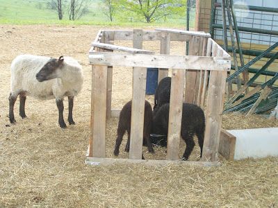 DLS Shetlands: Homemade creep feeder Goat Projects, Sheep Feeders, Farm Goats, Goat Feeder, Farm Facts, 4h Projects, 4h Ideas, Jacob Sheep, Goat Barn