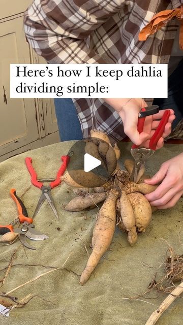 Hannah | Maple Lane Farmstead on Instagram: "How I simplify dahlia tuber dividing:  I make sure to leave EYES on all my tubers. This makes them viable for next year!   And how do you learn/get better at dividing? By practicing. I’ve been doing this now for 4 years. It’s easy for me, now. But first I had to learn by lots of trial and error.  You can do this! Next up: how to store tubers for the winter😊  If you’re new here— I’m Hannah, the Perennial Cottage Gardener. I help beginning-intermediate gardeners decrease overwhelm, save time & build the garden of their dreams though helpful tips and discussions here on IG and though my FREE Garden Design Plan (comment that you want it below or go to my profile😊). Cheering you on always!  #growingdahlias #cottagegardening #gardeningtips #cutflowe How To Save Dahlia Tubers, How To Store Dahlia Tubers For Winter, Digging Up Dahlia Tubers, How To Divide Dahlia Tubers, Saving Dahlia Tubers, How To Store Dahlias For Winter, Dahlia Tuber Storage, Plant Solutions, Hawaii Garden