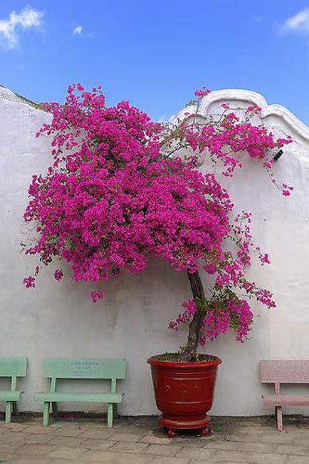 Outdoor Flowering Plants, Wallpaper Flower, Garden Aesthetic, Home Garden Design, Samos, House Plants Decor, Garden Landscape Design, Roof Garden, Bougainvillea