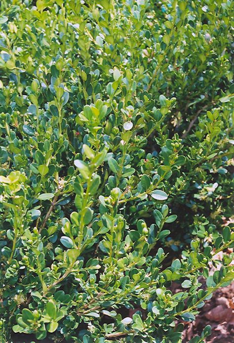 Click to view full-size photo of Wintergreen Boxwood (Buxus microphylla 'Wintergreen') at Oakland Nurseries Inc Korean Boxwood, Wintergreen Boxwood, Buxus Microphylla, Sammamish Washington, Eden Prairie Minnesota, Boxwood Landscaping, Evergreen Hedge, Side Bed, Mountain Nursery