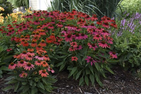 Lakota™ Fire - Coneflower - Echinacea hybrid Images | Proven Winners Proven Winners Perennials, Short Plants, Red Plants, Border Plants, Proven Winners, Perennial Garden, Fragrant Flowers, Flowers Perennials, Perennial Plants