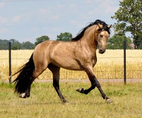 Buckskin Horses, Lustiano Horses, Andalusian Stallion, Spirit Horse Movie, Andalusian Horses, Buckskin Horse, Spanish Horse, Cutest Babies, Earth Angels