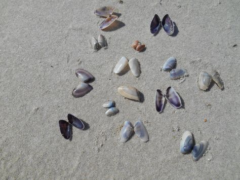 These shells are beautiful coquina seashells, also known as "butterfly kisses".  When I was a child, my grandfather, Jack Tillman, made stew from these clams.  We called it "Periwinkle Stew". Beautiful Florida, Florida Panhandle, Beach Santa, Butterfly Kisses, Diy Wall Art, Diy Wall, Visual Arts, Clear Water, A Child