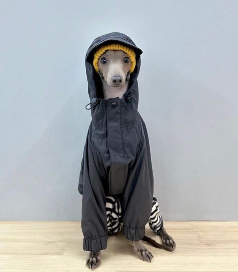 Greyhound In Sweater, Italian Greyhound Photography, Italian Greyhound Aesthetic, Mini Italian Greyhound, Iggy Dog, Greyhounds Clothes, Greyhound Clothes, Italian Greyhound Clothes, Italian Greyhound Dog