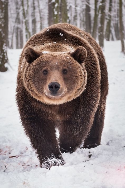 Happy Teddy Animals Forest, Grizzly Bears, Brown Bears, Dangerous Animals, Funny Bears, Bear Cubs, Grizzly Bear, 인물 사진, Fluffy Animals