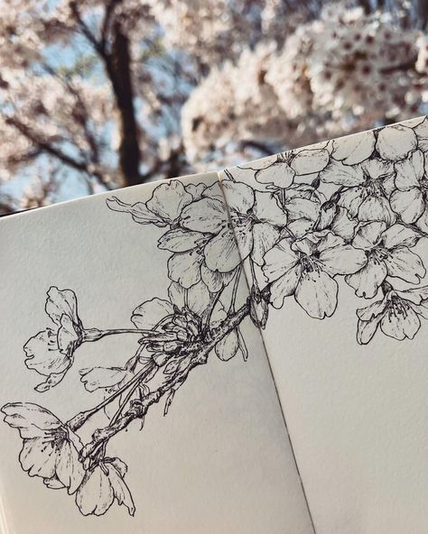 https://www.instagram.com/p/CbtJtYYNHo5/?utm_medium=share_sheet Drawings Of Flowers, Cherry Blossom Drawing, Cherry Blossom Art, Drawing Sketching, Flower Sketches, Book Art Drawings, Moleskine, Ink Drawing, Flower Drawing