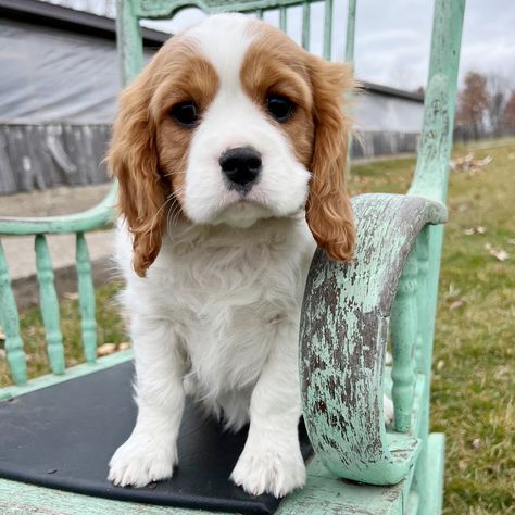 Tyler , a Blenheim Male Cavalier King Charles Spaniel Puppy 754819 | PuppySpot Cavalier King Charles Spaniel Colors, Cavalier King Charles Spaniel Mix Poodles, Caliver King Charles Spaniel, Spaniel Puppies For Sale, Cavalier King Charles Spaniel Blenheim, King Charles Cavalier Spaniel Puppy, King Charles Cavalier Spaniel Black & Tan, Spaniel Puppies, Charles Spaniel