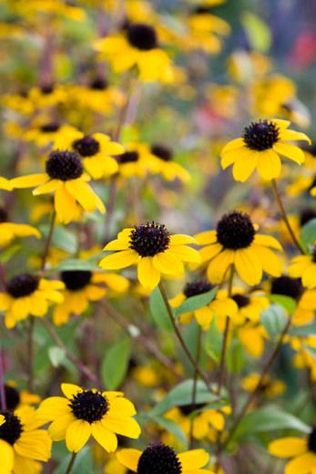 Rudbeckia Triloba, Brown Eyed Susan, Yellow Perennials, Canna Lilies, Landscaping Logo, Garden Flowers Perennials, 8 September, Herbaceous Border, Perennial Border