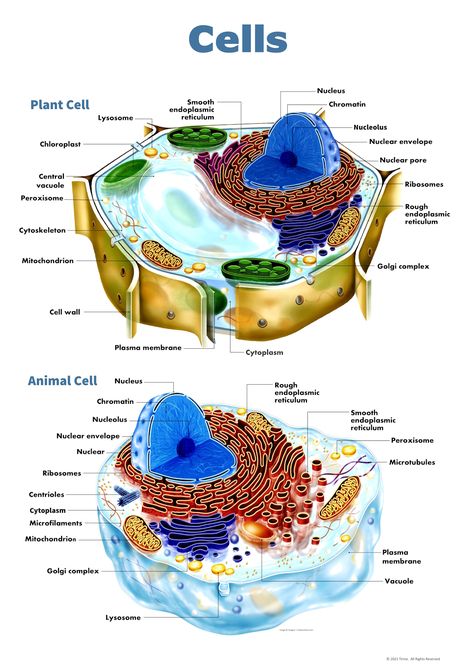 Cell Biology Notes, Plant Cell Diagram, Animal Cell Project, Biology Plants, Cell Diagram, Biology Poster, Animal Cells, Plant And Animal Cells, Cells Project