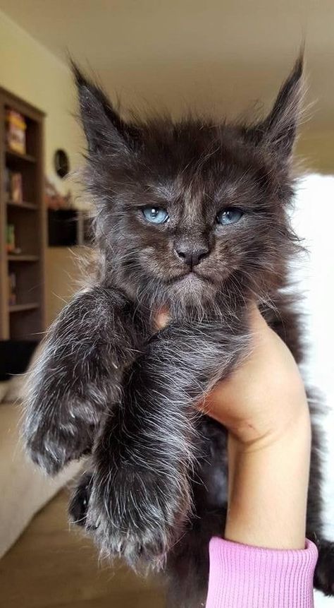 Mainecoon Cat Aesthetic, Black Mainecoon Cat, Mancoon Cats, Maine Cooney Cats, Kittens Black, Maine Coone, Flame Point, Mainecoon Cat, Cat Tips