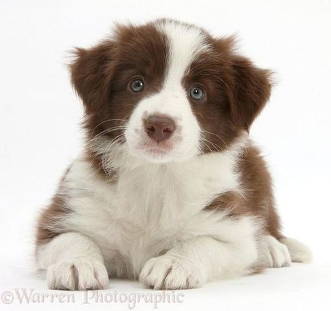 Chocolate Brown Border Collie Puppy Brown Border Collie, Red Border Collie, Border Collie Puppy, White Border Collie, Collie Puppy, Cute Puppy Breeds, Brown Border, Collie Puppies, Border Collie Puppies