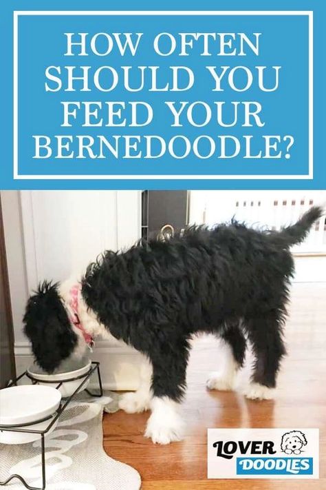 Bernadoodles Full Grown, Bernedoodle Haircut Styles, Bernedoodle Full Grown, Puppy Feeding Guide, Bernadoodle Puppy, Holistic Dog Food, Doodle Breeds, Mini Bernedoodle, Dog Remedies