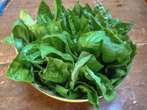 How to Keep Trimmed or De-stemmed Basil Leaves Fresh How To Keep Basil Fresh, Preserving Basil, Mary Mary, Long Shelf, Plastic Bowls, Basil Pesto, Basil Leaves, Dry Leaf, Food Preservation