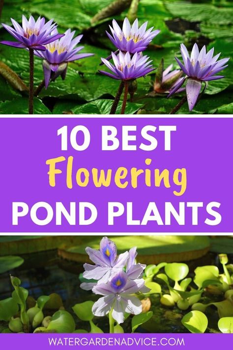 Flowering pond plants help to beautify a garden pond. Here are 10 easy to grow flowering plants for your pond. #gardenponds #pondplants #watergarden Easy Pond Plants, Pond Flowers Landscaping, Plants For Ponds Water, Best Pond Plants, Fairy Garden Plants Outdoors, Plants For Ponds Landscapes, Patio Pond Plants, Container Pond Plants, Plants Around Ponds Landscaping