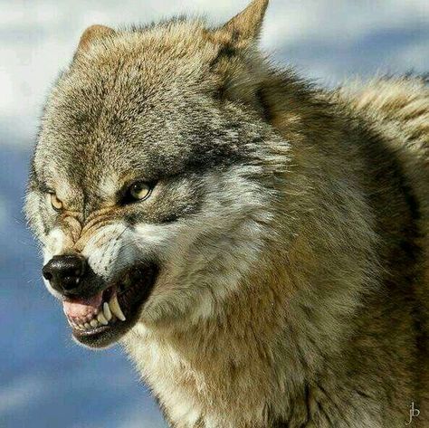 Go to McDonald's, how dare you! It's Chick-fil-A or nothing! Wolf Reference, Hungry Wolf, Snarling Wolf, Wolf Poses, Angry Wolf, Wolf World, Angry Animals, Wolf Husky, Wolf Hybrid