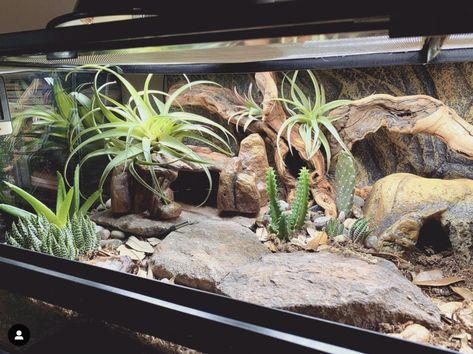 Amazing Pet Enclosures Arid Bioactive Vivarium, Naturalistic Leopard Gecko Terrarium, Arid Reptile Terrarium, Reptile Stand Ideas, Lizard Enclosure Ideas, Bioactive Leopard Gecko Enclosure, Bearded Dragon Bioactive Vivarium, 20 Gallon Leopard Gecko Tank Ideas, Leopard Gecko Vivarium