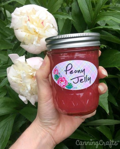 2019 Garden: Peony Jelly, Beet Leaf Miners, & Sweet Potatoes – CanningCrafts Peony Jelly, Petals In Water, Canning Jelly, Yellow Jelly, Flower Jelly, Canning Jar Labels, Fantasy Food, Foraging Recipes, Jelly Recipe