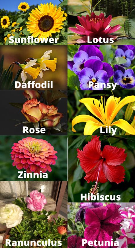 #Gardening #SummerGarden #SummerFlowers #Flowering Plants Indian Summer Flowers, All Season Flowering Plants In India, Roses Plants Gardening, Summer Tree Ideas, Indian Flowers Plants, Flowering Plants In India, Indian Plants, Summer Flowering Plants, Outdoor Flowering Plants